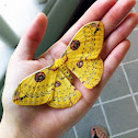 Golden Emperor Moth