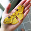 Golden Emperor Moth