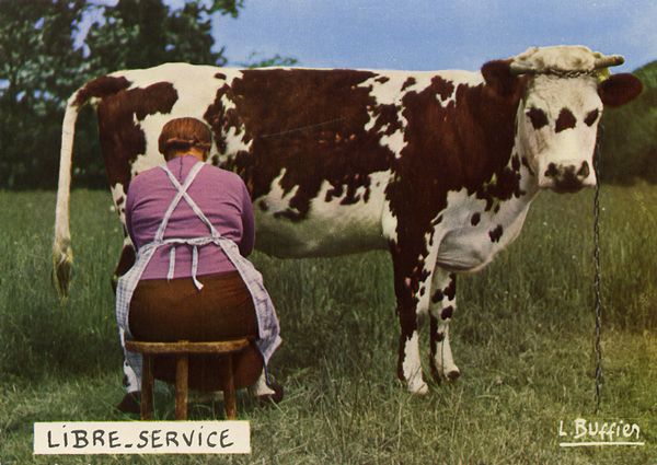 Cartes Postales Pop et  Kitsch des années 50, 70 et 70 - Pop and kitsch vintage postcards from the fifties, the sixties and the seventies : Animaux rigolos