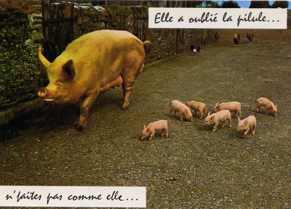 Cartes Postales Pop et  Kitsch des années 50, 70 et 70 - Pop and kitsch vintage postcards from the fifties, the sixties and the seventies : Animaux rigolos