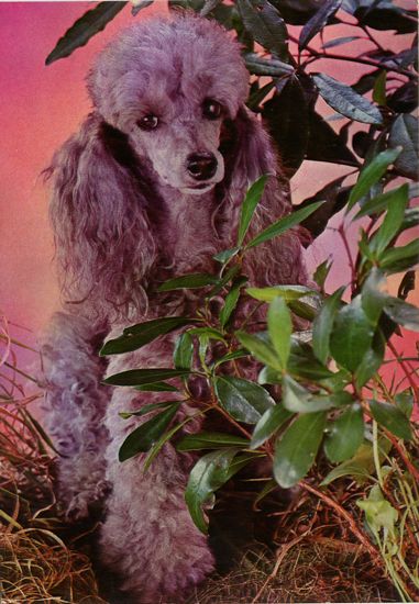 Cartes Postales Pop et  Kitsch des années 50, 70 et 70 - Pop and kitsch vintage postcards from the fifties, the sixties and the seventies : Caniche, mon ami