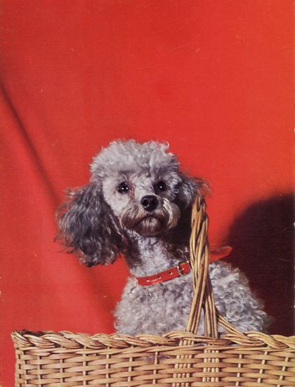 Cartes Postales Pop et  Kitsch des années 50, 70 et 70 - Pop and kitsch vintage postcards from the fifties, the sixties and the seventies : Caniche, mon ami