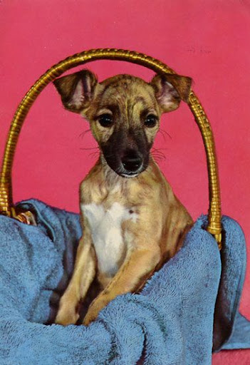 Cartes Postales Pop et Kitsch des années 50, 70 et 70 Cute dogs / Gentils chiens