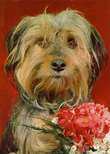 Cartes Postales Pop et Kitsch des années 50, 70 et 70 Cute dogs / Gentils chiens