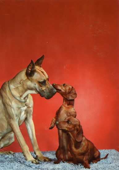 Cartes Postales Pop et  Kitsch des années 50, 70 et 70 Dachshund : Musician or porn star ? - Teckels cruels