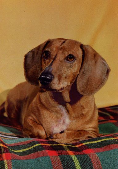 Cartes Postales Pop et  Kitsch des années 50, 70 et 70 Dachshund : Musician or porn star ? - Teckels cruels