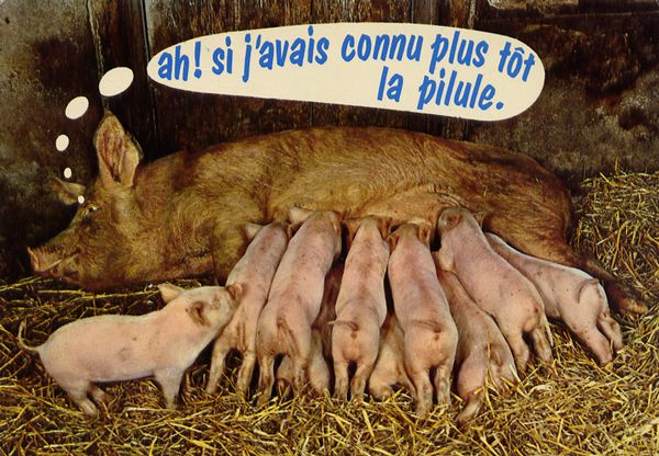 Cartes Postales Pop et  Kitsch des années 50, 70 et 70 - Pop and kitsch vintage postcards from the fifties, the sixties and the seventies : Rions avec les animaux