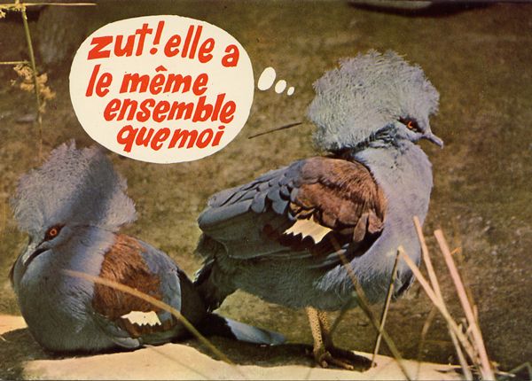 Cartes Postales Pop et  Kitsch des années 50, 70 et 70 - Pop and kitsch vintage postcards from the fifties, the sixties and the seventies : Rions avec les animaux