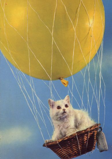 Cartes Postales Pop et Kitsch des années 50, 70 et 70 - Pop and kitsch vintage postcards from the fifties, the sixties and the seventies : Chiens et chats fort occupés