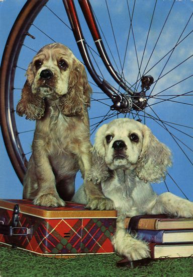 Cartes Postales Pop et Kitsch des années 50, 70 et 70 - Pop and kitsch vintage postcards from the fifties, the sixties and the seventies : Chiens et chats fort occupés