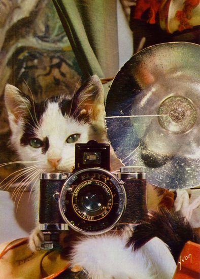 Cartes Postales Pop et Kitsch des années 50, 70 et 70 - Pop and kitsch vintage postcards from the fifties, the sixties and the seventies : Chiens et chats fort occupés