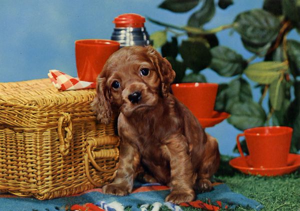 Cartes Postales Pop et Kitsch des années 50, 70 et 70 - Pop and kitsch vintage postcards from the fifties, the sixties and the seventies : Chiens et chats fort occupés