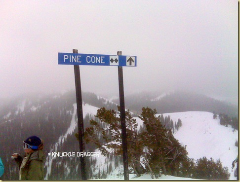 pinecone5