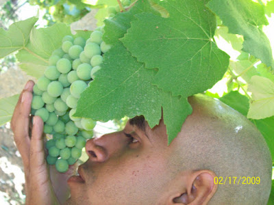 @ grape farm