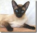 siamese