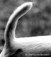 [dog tail[2].jpg]
