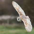 Barn owl