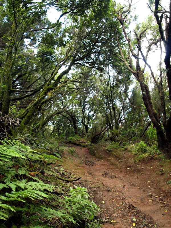 Foto de  Tenerife. Cruz del Carmen - Canales Bejía - Homicián - Punta del Hidalgo
