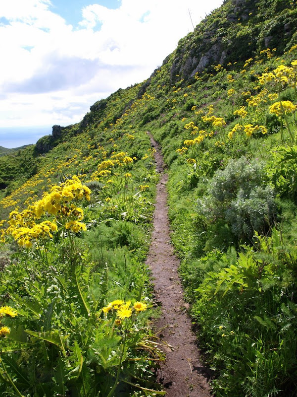 Foto de  Tenerife. Cueva Roja - Valle Jiménez - La cancelilla - Pico del Guirre - Valle Tahodio