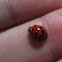 Spotted lady beetle