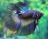 betta
