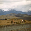 imm039.jpg