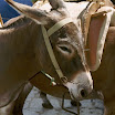 imm004-1.JPG