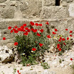 imm017-1.JPG
