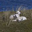 sylt-picasa_046.jpg