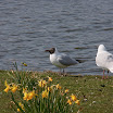 sylt-picasa_195.jpg