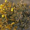 sylt-picasa_206.jpg