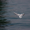 06-2009-bodensee-123.jpg