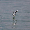 06-2009-bodensee-132.jpg