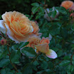 06-2009-bodensee-077.jpg