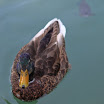 06-2009-bodensee-248.jpg