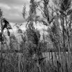 _MG_6640.JPG