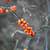 _MG_6962.JPG