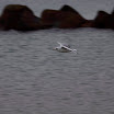 _MG_1640.JPG