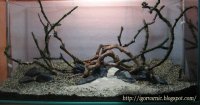 Setup Planted Tank