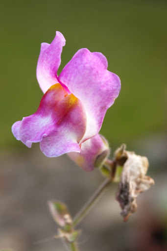 IMAGE: http://lh3.ggpht.com/_DZkpCgoYoRs/SxBL9_77AuI/AAAAAAAABEg/lKIF6u2Nbgk/s512/IMG_0842.jpg