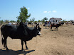 P1010957.JPG