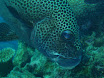 sweetlips.jpg