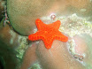sea star.jpg