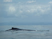 baleine.JPG