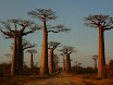 l'allee des baobabs.JPG
