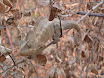 cameleon gris.JPG