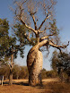 baobab amoureux.JPG