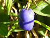 P1010054.JPG