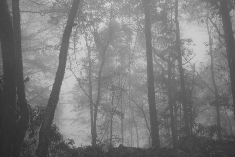 Costa%20Rica%20Misty%20Mountain.jpg