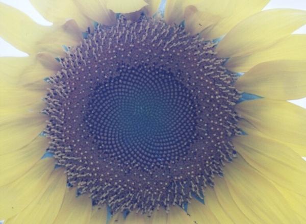 [sunflower[7].jpg]